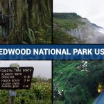 Redwood National Park USA