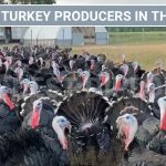 Largest Turkey Producers in the World